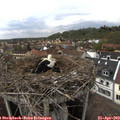 14_35-nest.jpg