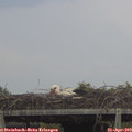 14_40-mast.jpg