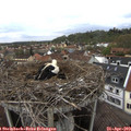 14_40-nest.jpg