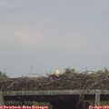 14_50-mast.jpg