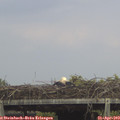 14_55-mast.jpg