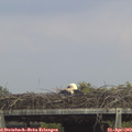 15_00-mast.jpg