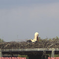 15_05-mast.jpg