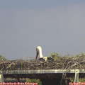 15_10-mast.jpg