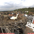 15_10-nest.jpg