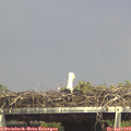 15_15-mast.jpg
