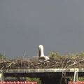 15_20-mast.jpg