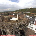 15_20-nest.jpg