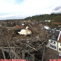 15_25-nest.jpg
