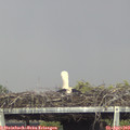 15_30-mast.jpg