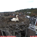 15_30-nest.jpg