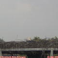 15_35-mast.jpg
