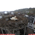 15_35-nest.jpg