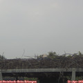 15_40-mast.jpg