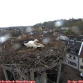 15_40-nest.jpg