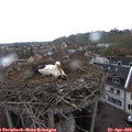 15_45-nest.jpg