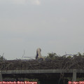 15_50-mast.jpg