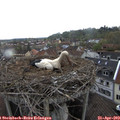 15_50-nest.jpg