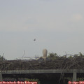 15_55-mast.jpg