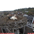 15_55-nest.jpg