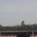 16_00-mast.jpg