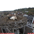 16_00-nest.jpg
