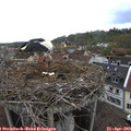 16_05-nest.jpg