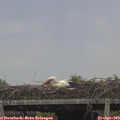 16_10-mast.jpg