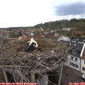 16_10-nest.jpg