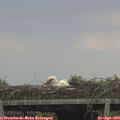 16_20-mast.jpg