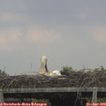 16_25-mast.jpg