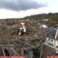 16_25-nest.jpg