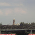 16_30-mast.jpg