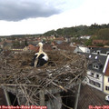 16_30-nest.jpg