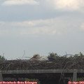 16_40-mast.jpg