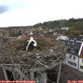 16_40-nest.jpg