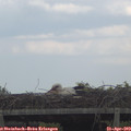 16_45-mast.jpg