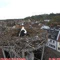 16_45-nest.jpg