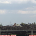 16_50-mast.jpg