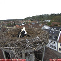 16_50-nest.jpg