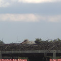 16_55-mast.jpg
