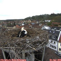 16_55-nest.jpg