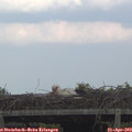 17_00-mast.jpg
