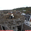 17_00-nest.jpg