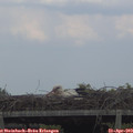 17_05-mast.jpg