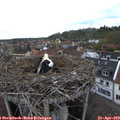 17_05-nest.jpg