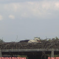 17_10-mast.jpg
