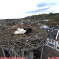 17_10-nest.jpg