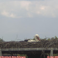 17_15-mast.jpg