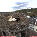 17_15-nest.jpg